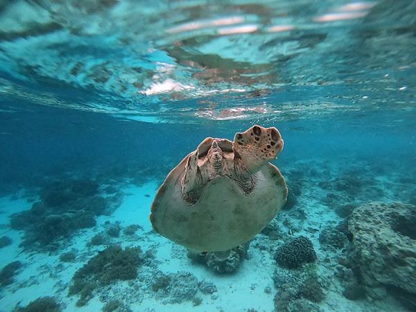 【2024 星馬峇里島】0801 浮潛於Gili Meno海