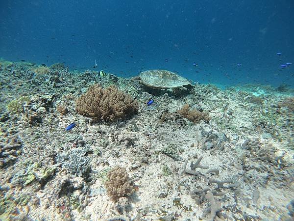 【2024 星馬峇里島】0803 浮潛於Gili T