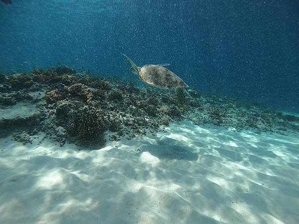 【2024 星馬峇里島】0803 浮潛於Gili T