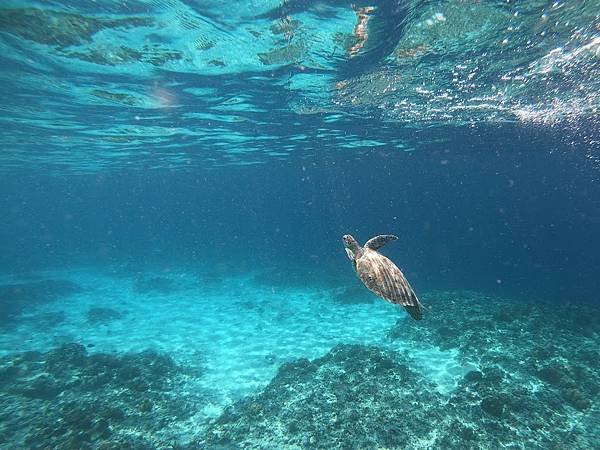 【2024 星馬峇里島】0803 浮潛於Gili T