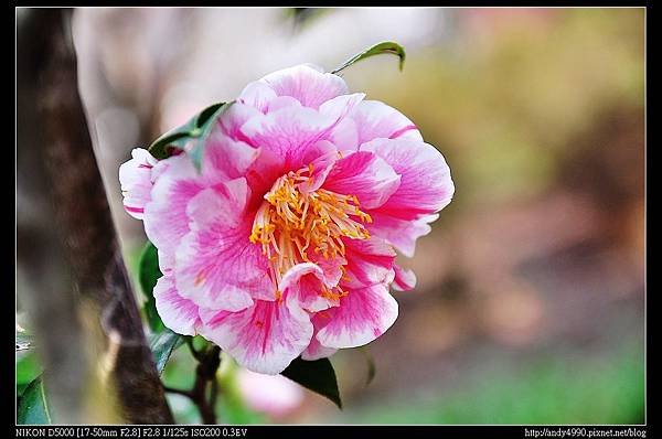 20140118陽明山花卉試驗中心茶花展40