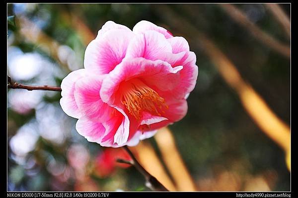 20140118陽明山花卉試驗中心茶花展63
