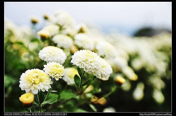 20141108銅鑼杭菊花海3