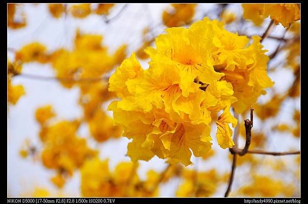 20150308芬園黃花風鈴木6