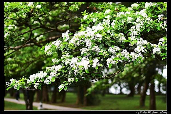 20160417石管局大草坪流蘇3