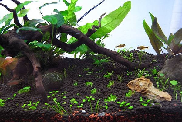 45cm陰草3月(1).JPG