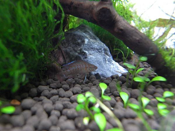 45cm陰草6月12日 (18).JPG