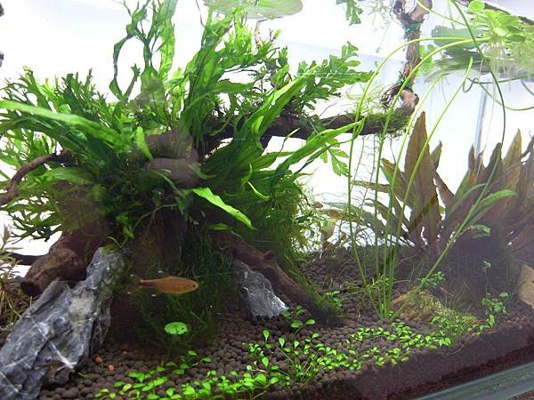 45cm陰草6月12日 (2).JPG