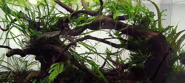 45cm陰草10-12 (29).JPG