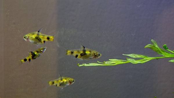 Barbus gelius (Golden Dwarf Barb)三間小丑燈1226-30 2).JPG