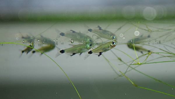 飛鳳燈-aphyocharax paraguayensis2012-8-26(2).JPG