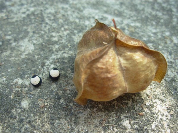 Cardiospermum halicacabum seed