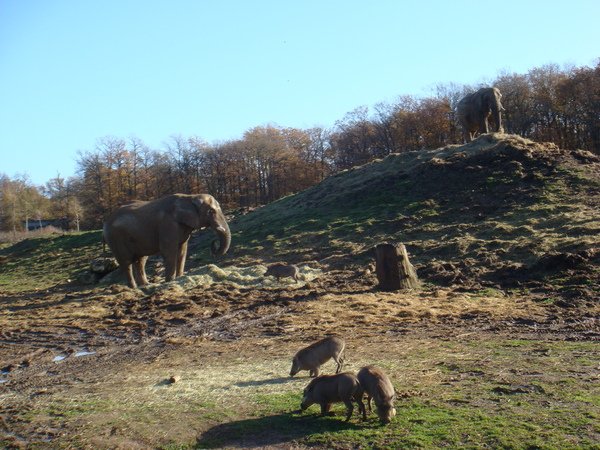 DSC04742.JPG
