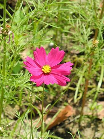 DSCN4635.jpg