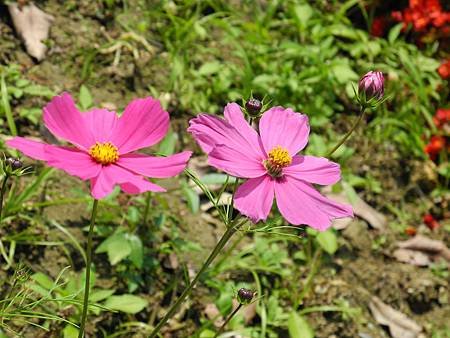 DSCN4637.JPG