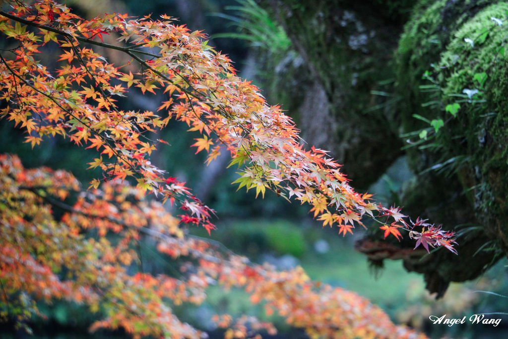 IMG_1305_副本