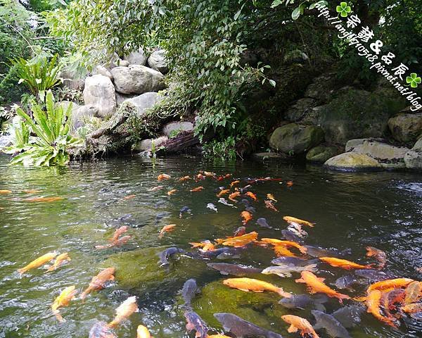 苗栗縣．卓蘭鎮【花露休閒農場】07