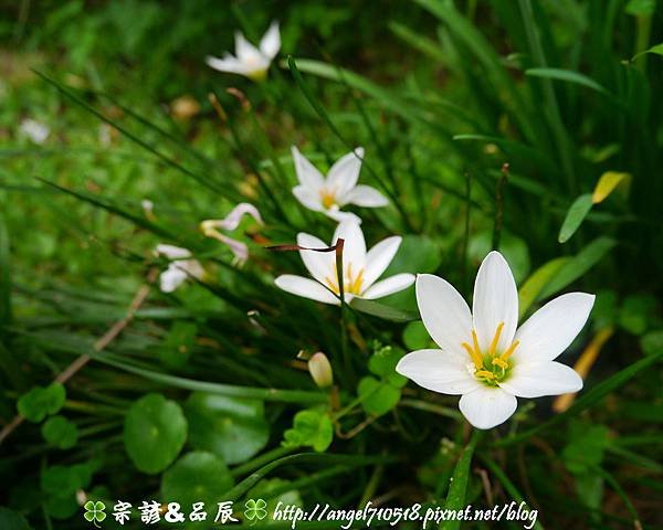 苗栗縣．卓蘭鎮【花自在食宿館】05