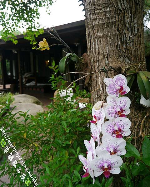 苗栗縣．卓蘭鎮【花自在食宿館】07