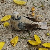 IMG_5296.JPG