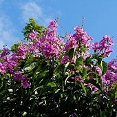 IMG_7322.JPG