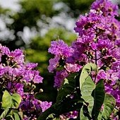 IMG_7343.JPG