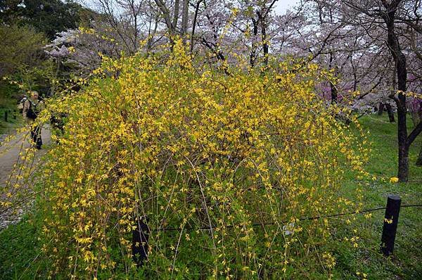 DSC_2635.JPG