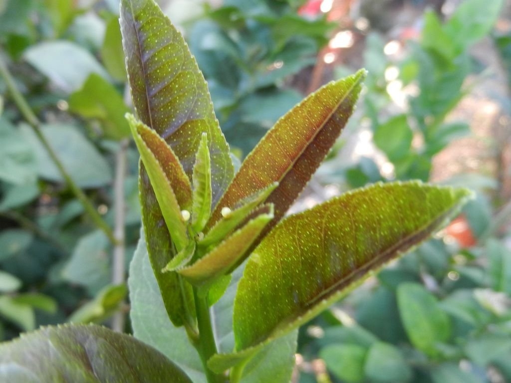 DSCN5072.JPG
