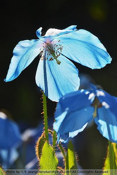 花I.jpg