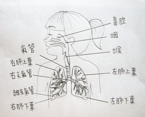 呼吸系統圖