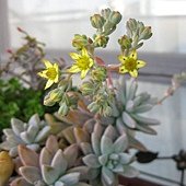 graptopetalum_syurei