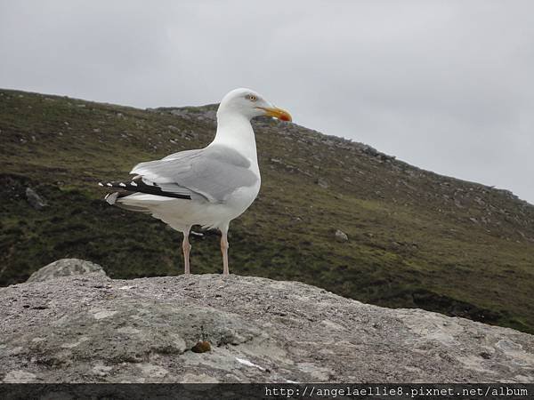 Seagull