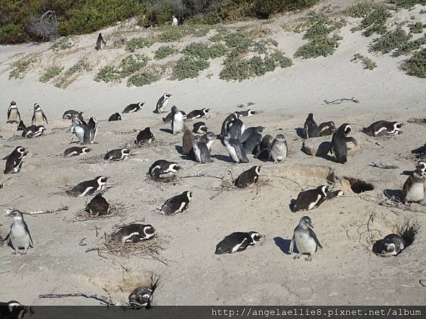 Boulders Beach penguins