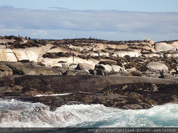 Seal Island Cape Town
