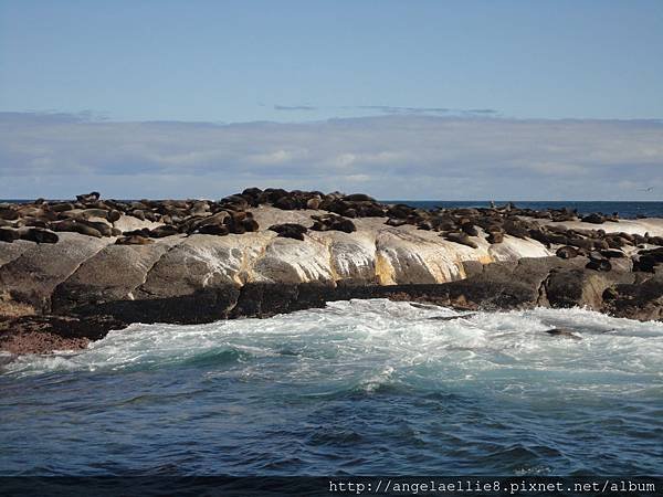 Seal Island Cape Town