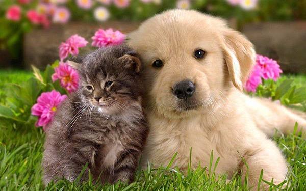 cat &amp; dog