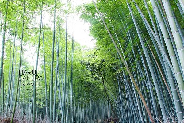 嵐山竹林