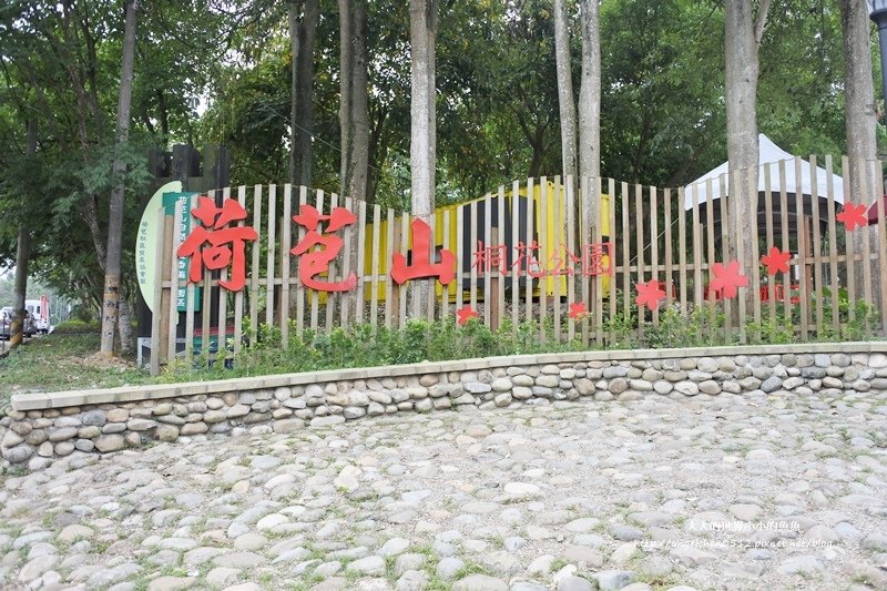 雲林景點 古坑景點  荷包桐花公園