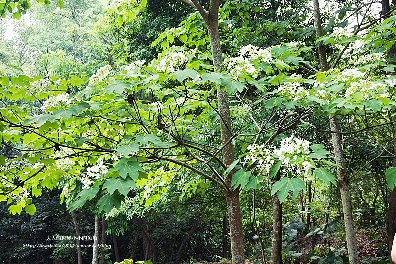 雲林景點 古坑景點  荷包桐花公園8