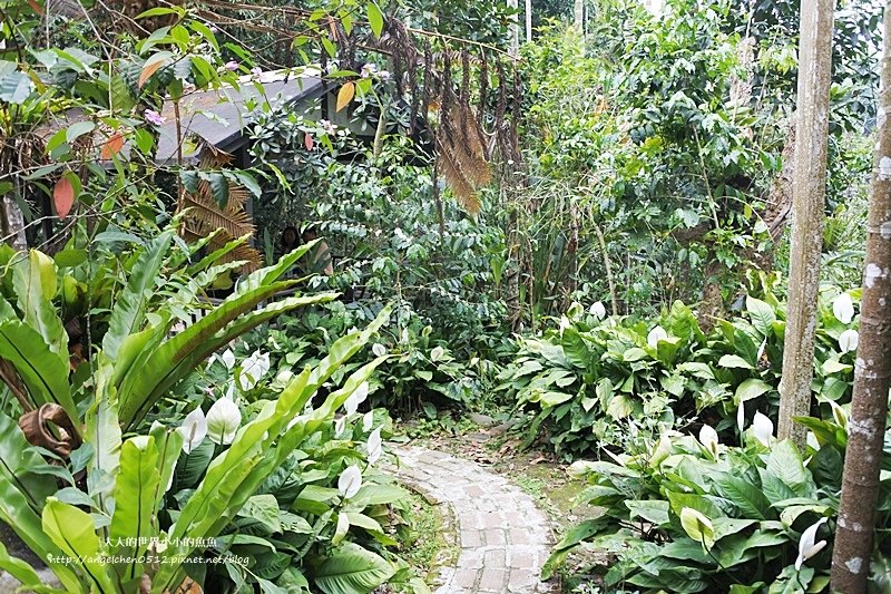 雲林景點 古坑景點 古坑美食 竽芯園庭園咖啡5