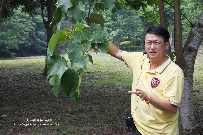 雲林景點 古坑景點 荷包桐花公園  古坑在地小旅行1