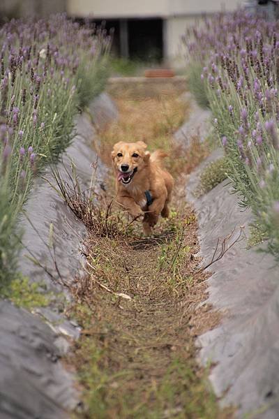 苗栗葛瑞絲香草田