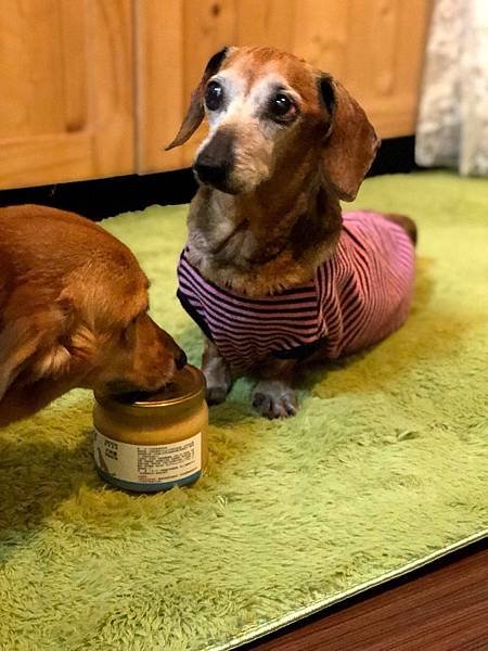 台灣動藥 犬得康營養補充膏