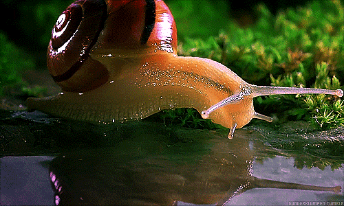 t017d60d326779f0e36.gif