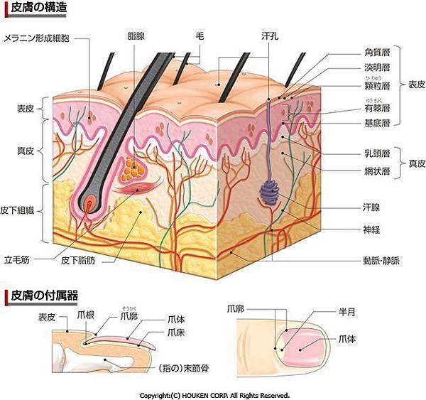 皮膚的構造