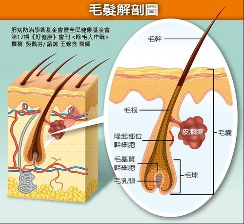 毛髮解剖圖