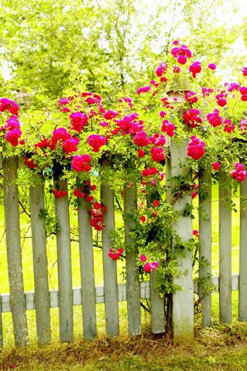 flowers_fence.jpg