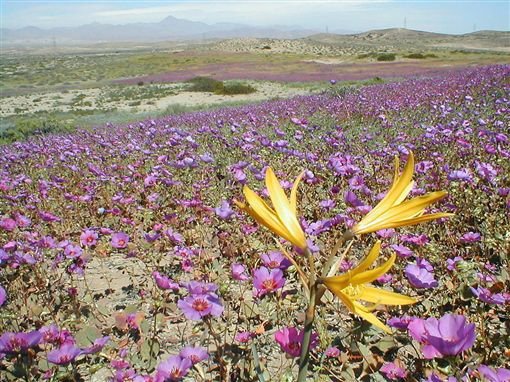 智利阿塔卡馬（Atacama）沙漠01.jpg