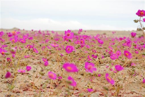 智利阿塔卡馬（Atacama）沙漠02.jpg