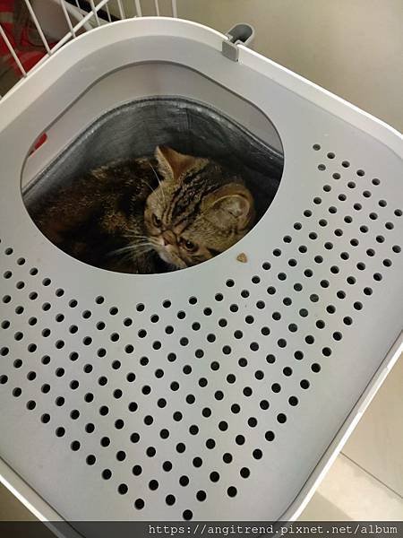 MaoWu毛物極選寵愛宣言超強除臭碳
